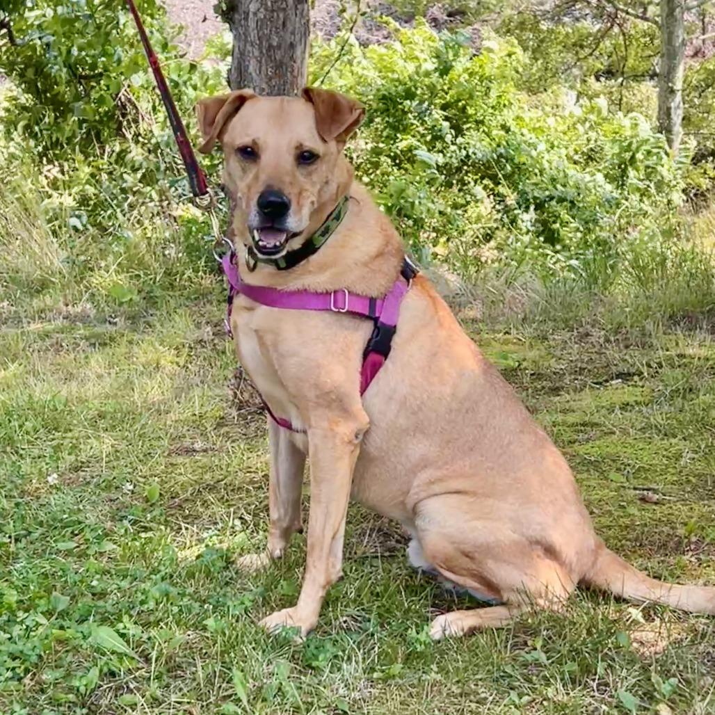 Scooter, a Adoptable Labrador Retriever in East Hampton, NY image 4/6