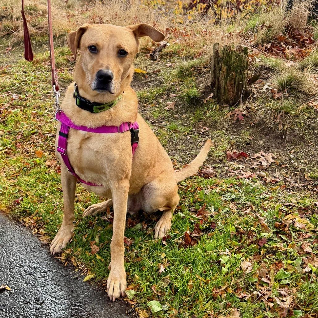 Scooter, a Adoptable Labrador Retriever image 6/6
