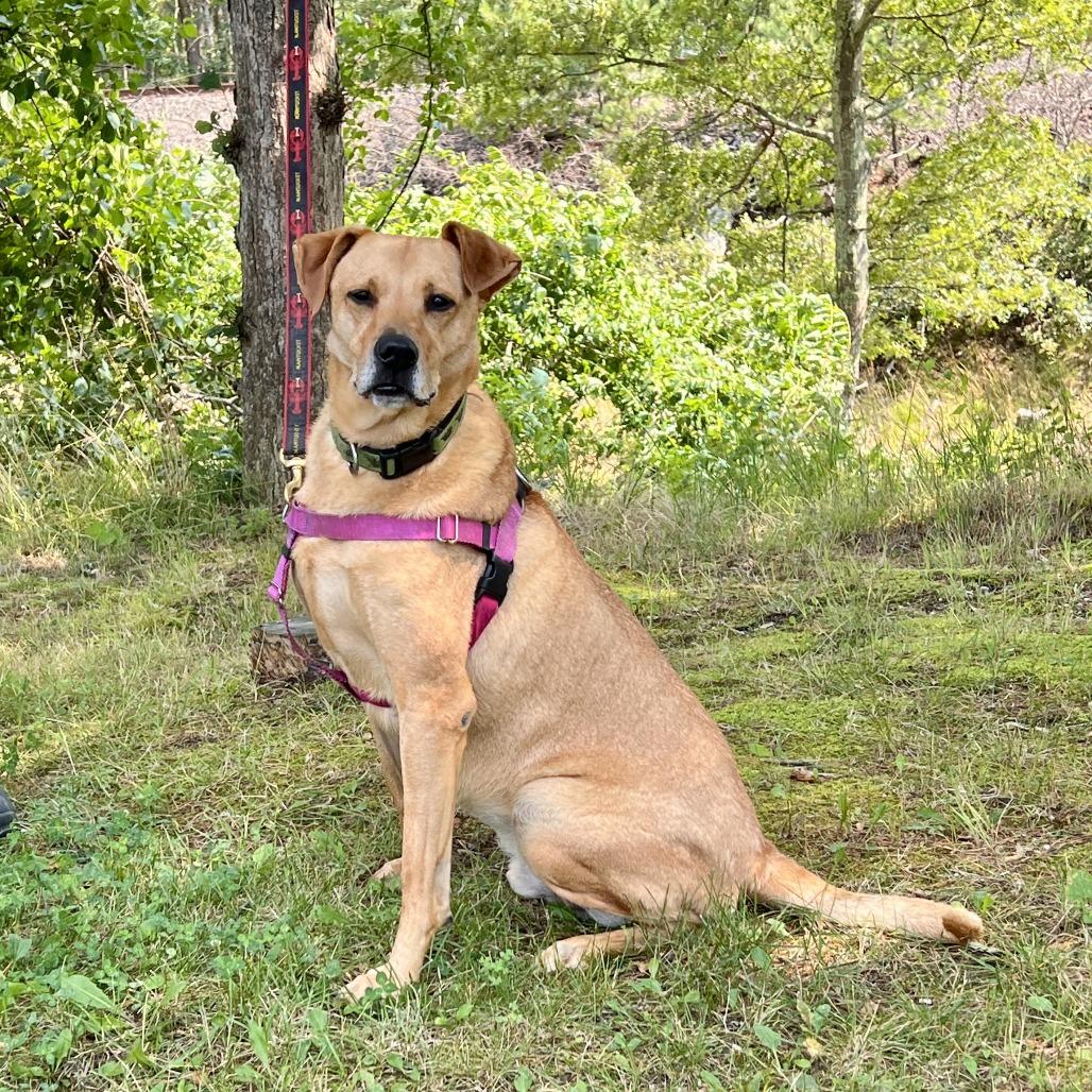 Scooter, a Adoptable Labrador Retriever in East Hampton, NY image 5/6
