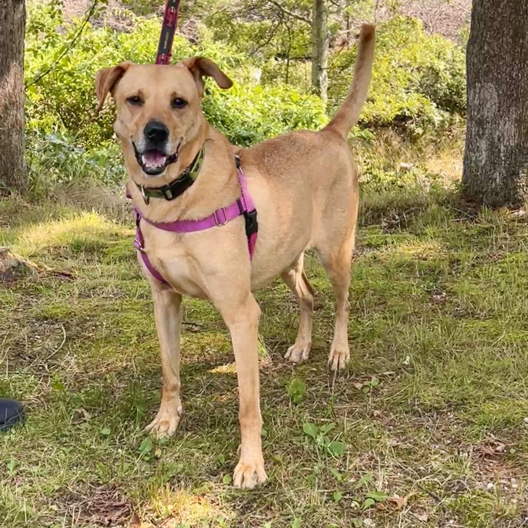 Scooter, a Adoptable Labrador Retriever in East Hampton, NY image 6/6