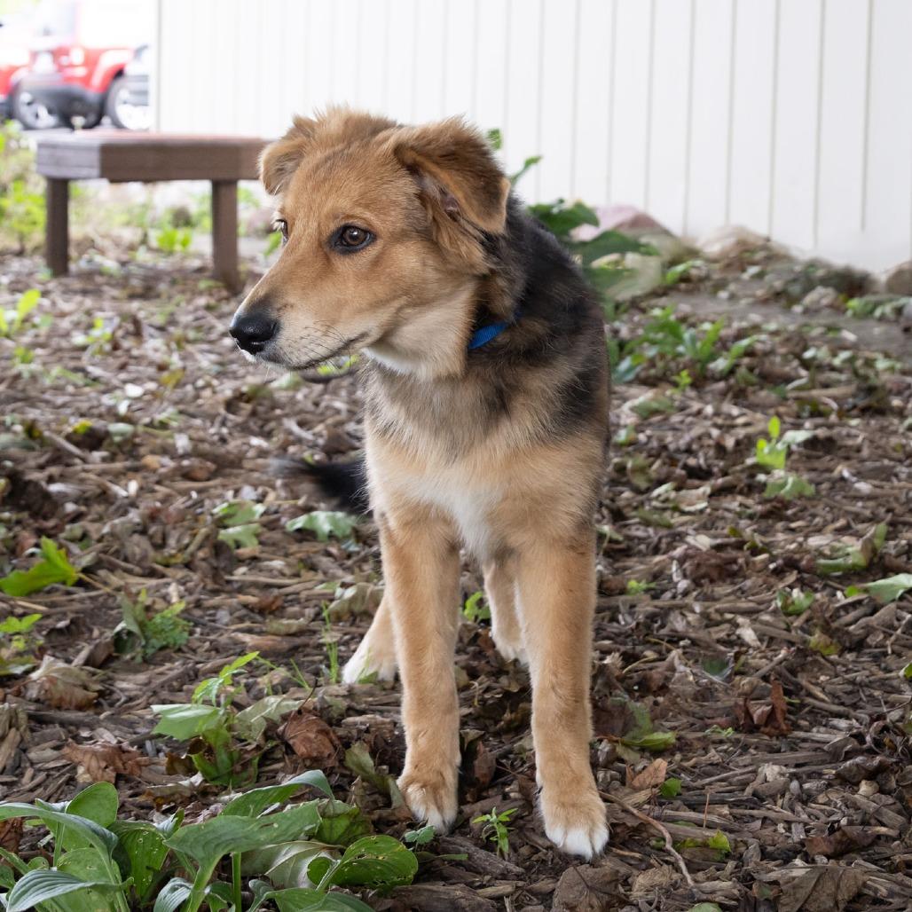 Enlarge Hack, a Adoptable mixed breed in McKean, PA image 1/5