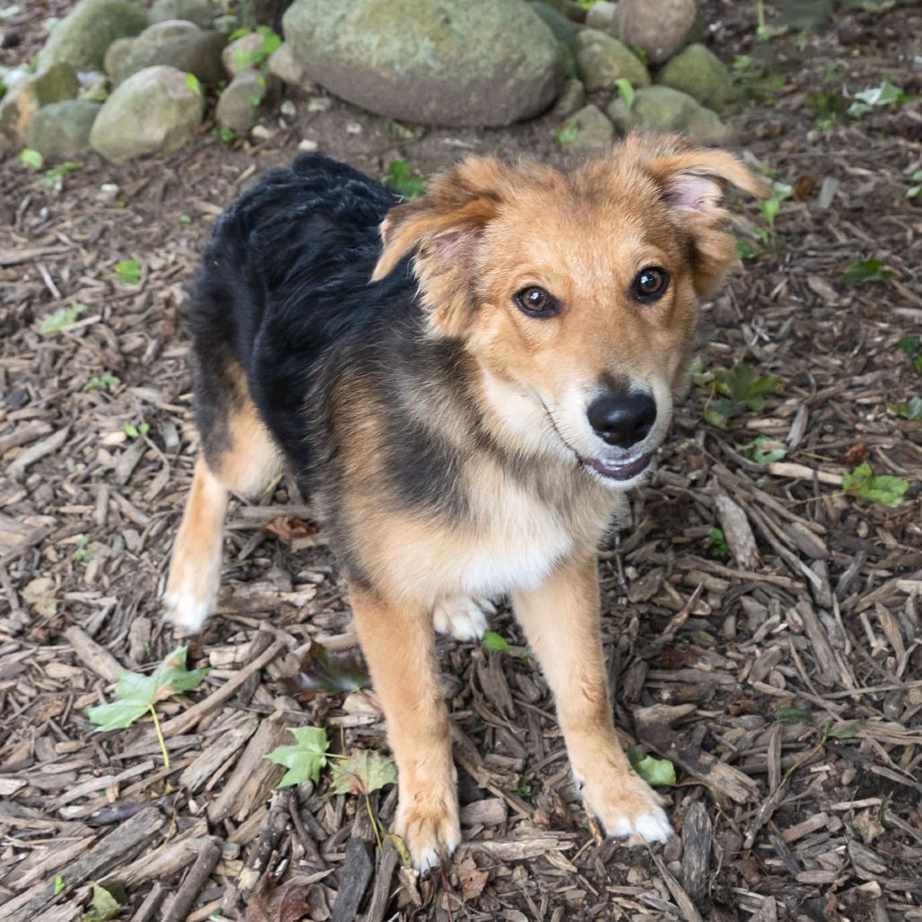 Enlarge Hack, a Adoptable mixed breed in McKean, PA image 2/5