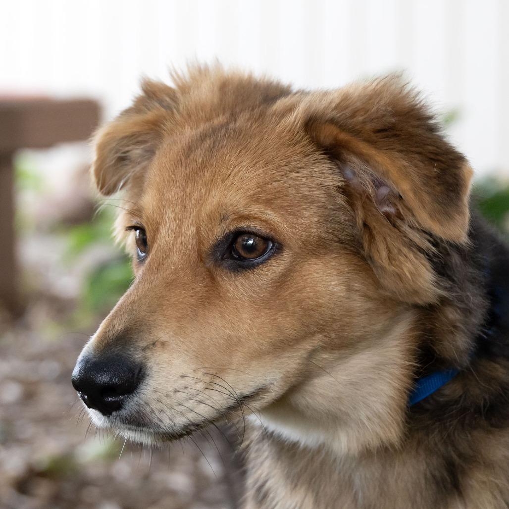 Enlarge Hack, a Adoptable mixed breed in McKean, PA image 3/5