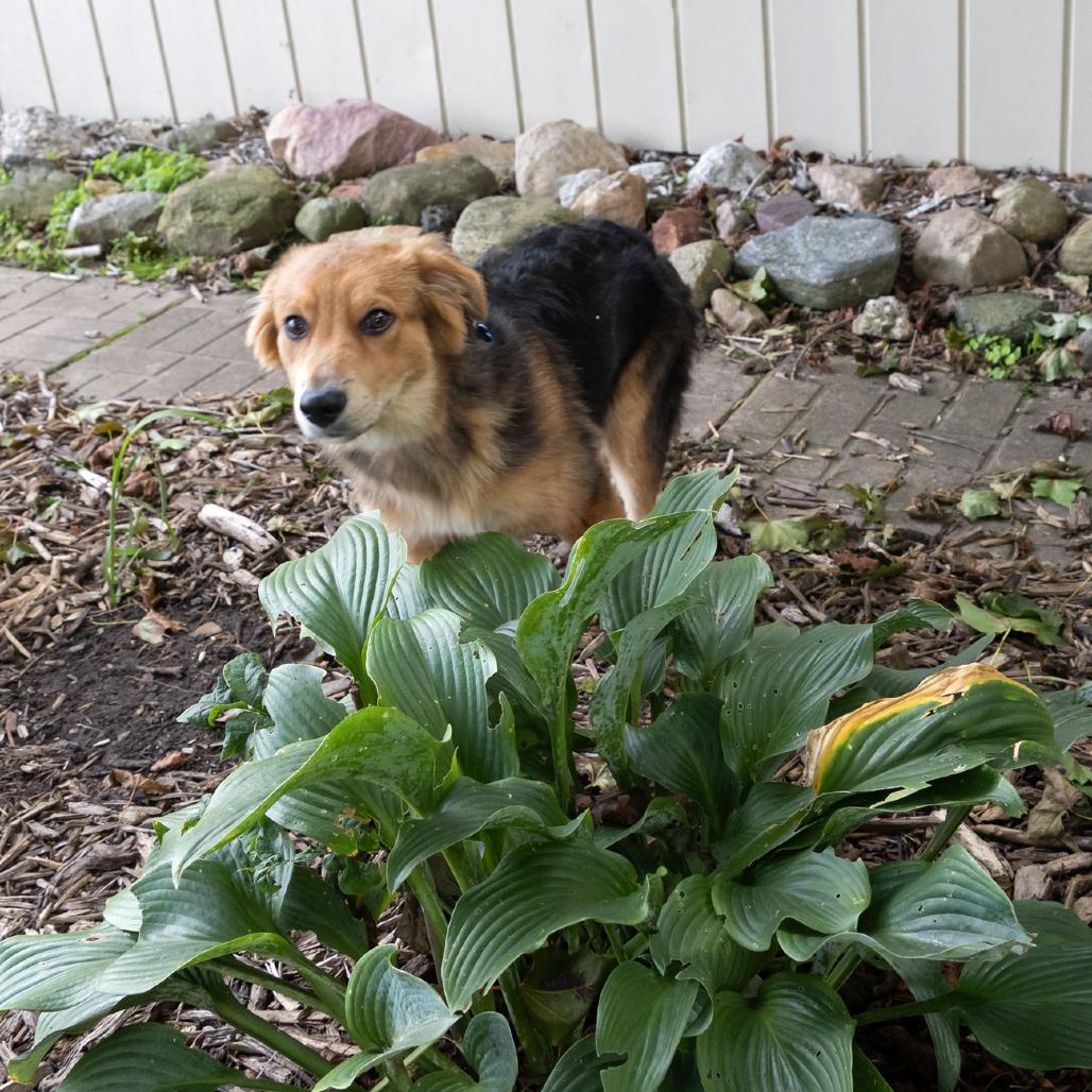 Enlarge Hack, a Adoptable mixed breed in McKean, PA image 4/5