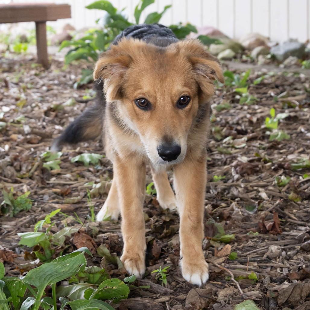 Enlarge Hack, a Adoptable mixed breed in McKean, PA image 5/5