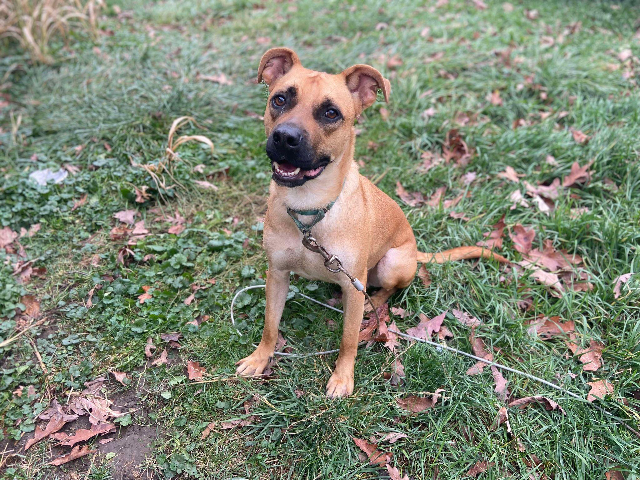 Bud! DNA Tested! Adoption Fee Paid!