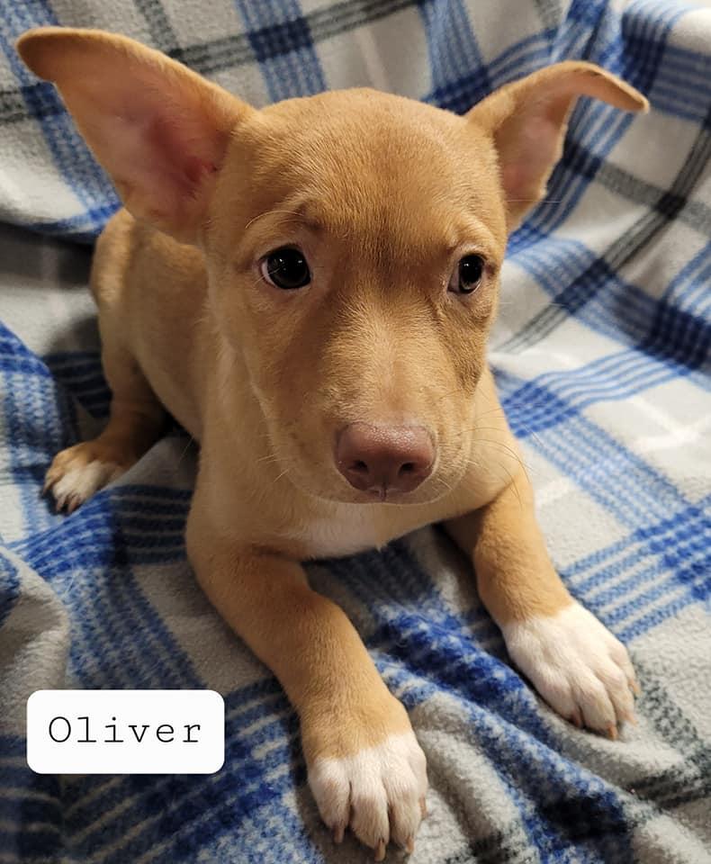 Enlarge Oliver, a Adoptable mixed breed in Pipe Creek, TX image 1/4