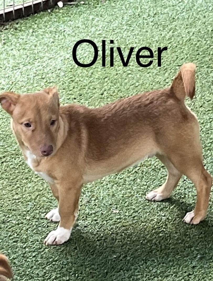 Enlarge Oliver, a Adoptable mixed breed in Pipe Creek, TX image 2/4