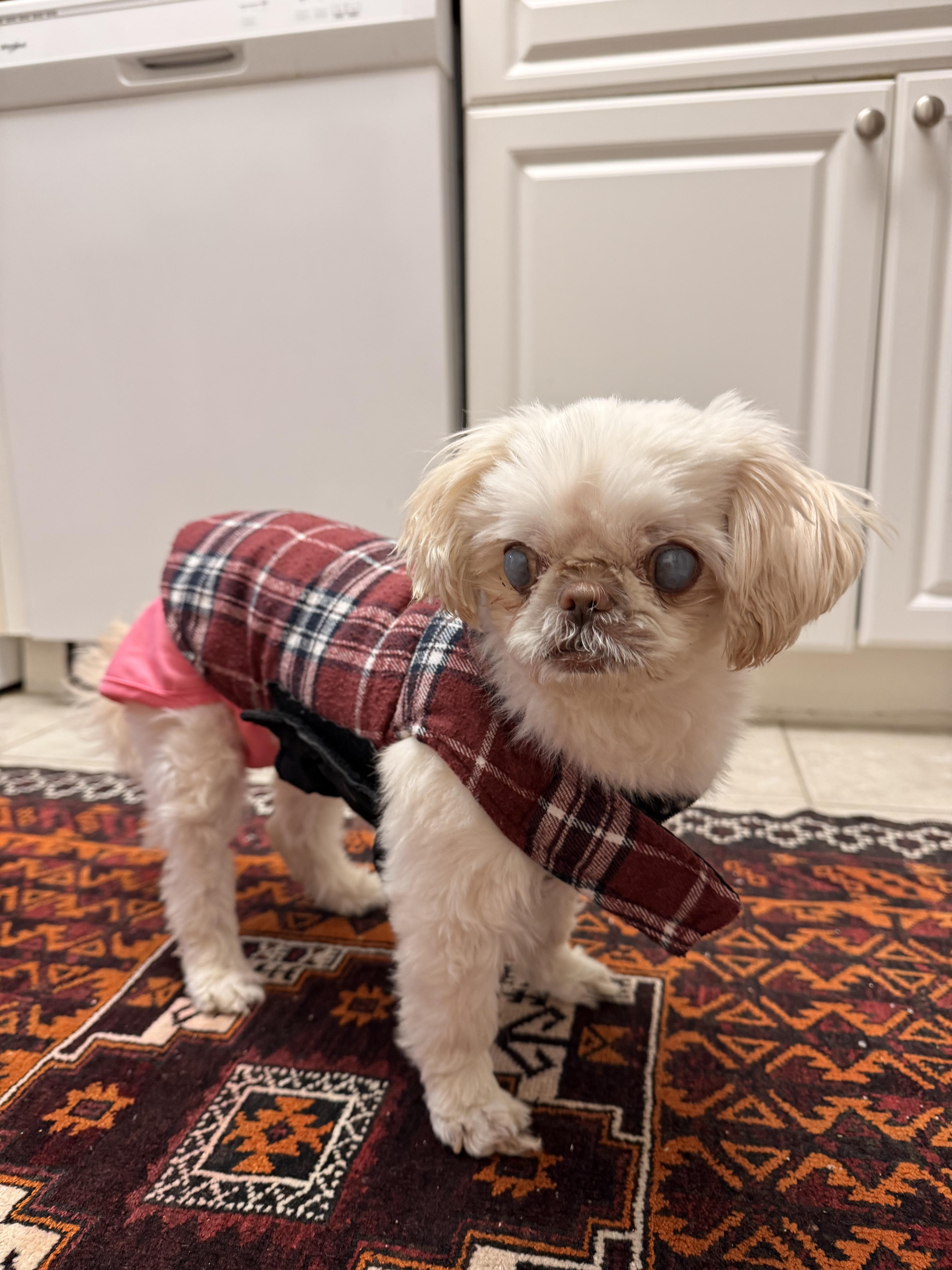 Enlarge Katie , a ADOPTABLE mixed breed in Springfield, VA image 3/3