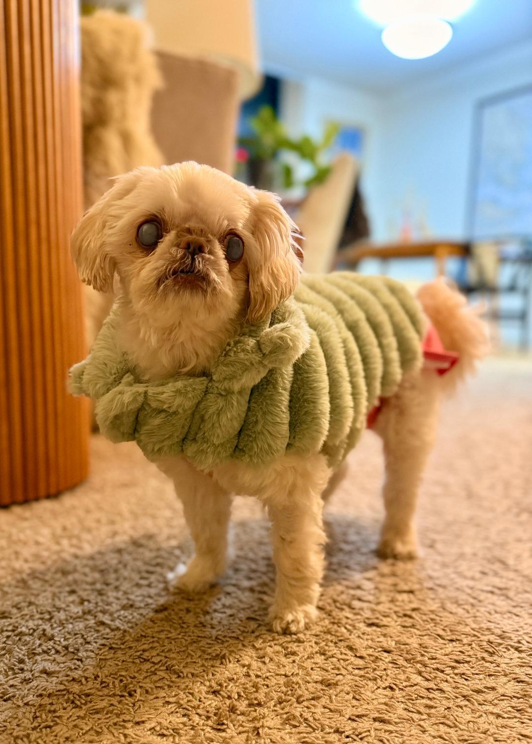 Katie , ADOPTABLE, Senior Female Shih Tzu & Pekingese.