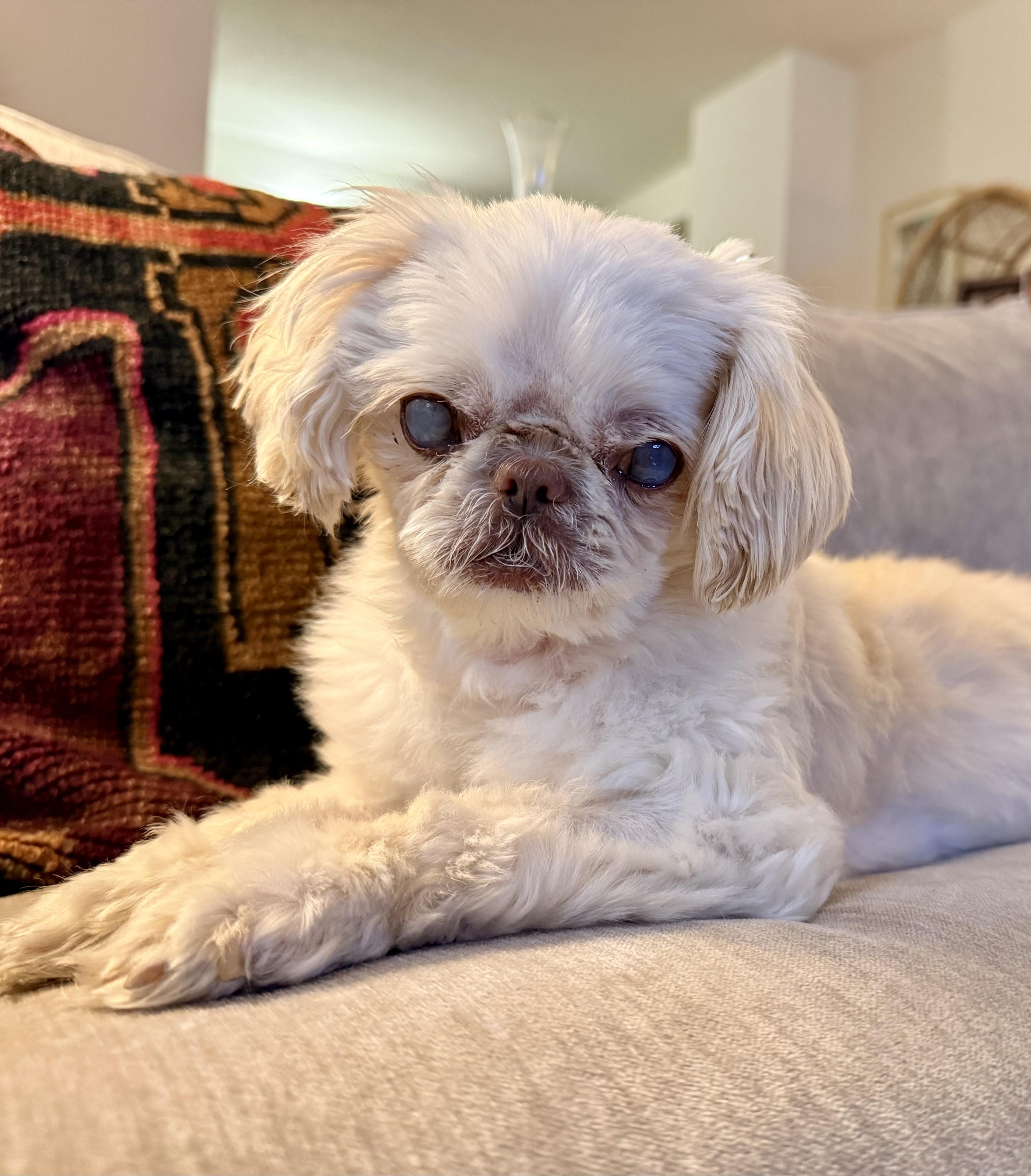 Enlarge Katie , a ADOPTABLE mixed breed in Springfield, VA image 2/3