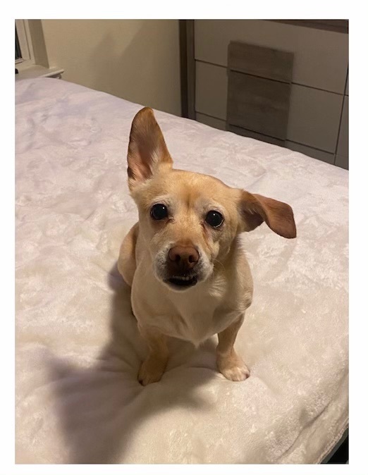 Ollie, a Adoptable mixed breed in Royse City, TX image 1/3