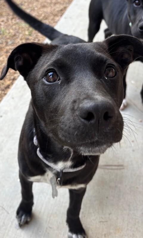 Patsy Cline, a Adoptable mixed breed in Raleigh, NC image 2/4