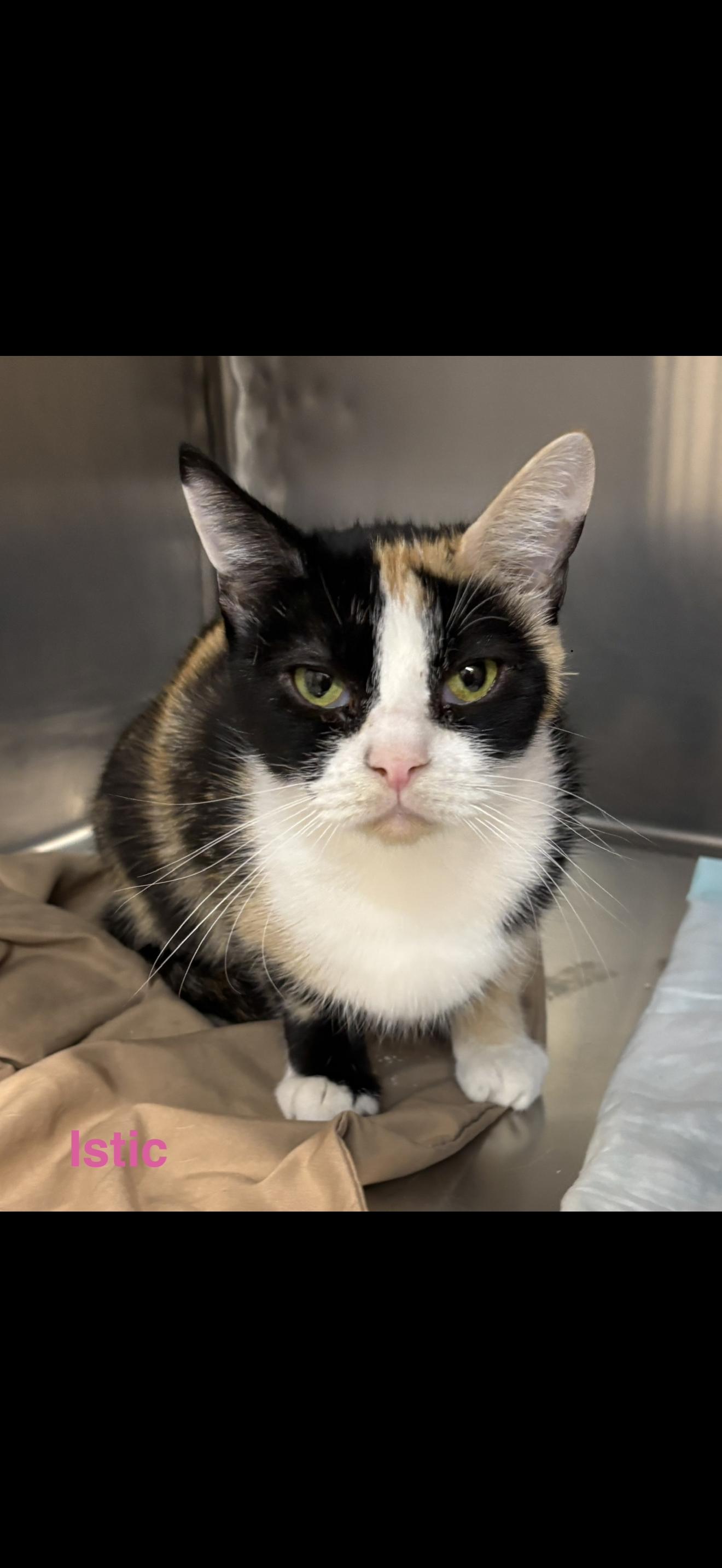 Istic, Adoptable, Adult Female Calico.