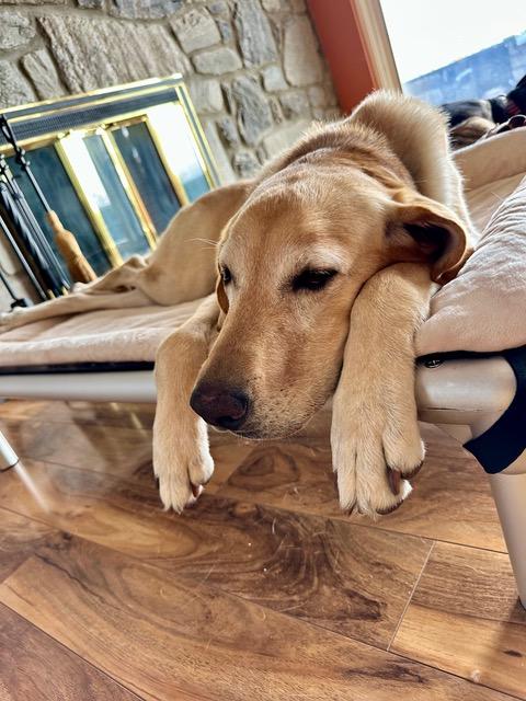 Enlarge Ellie - can be adopted with Chip, a ADOPTABLE mixed breed in Boulder, CO image 5/6