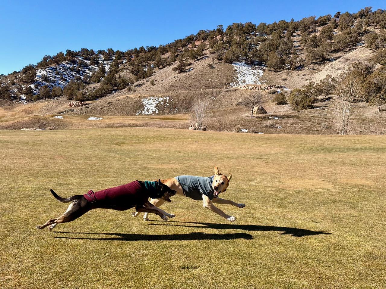 Enlarge Ellie - can be adopted with Chip, a ADOPTABLE mixed breed in Boulder, CO image 6/6