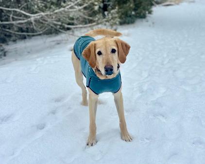 Enlarge Ellie - can be adopted with Chip, a ADOPTABLE mixed breed in Boulder, CO image 4/6