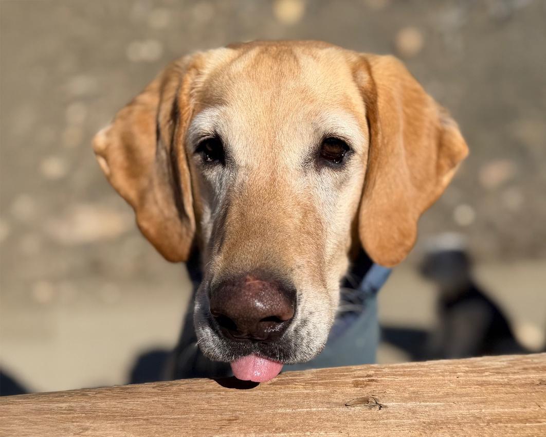 Ellie - can be adopted with Chip, ADOPTABLE, Adult Female Yellow Labrador Retriever.