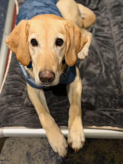 Enlarge Ellie - can be adopted with Chip, a ADOPTABLE mixed breed in Boulder, CO image 2/6