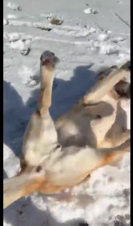 Enlarge Ellie - sweet active girl, a ADOPTABLE mixed breed in Boulder, CO video 6/6