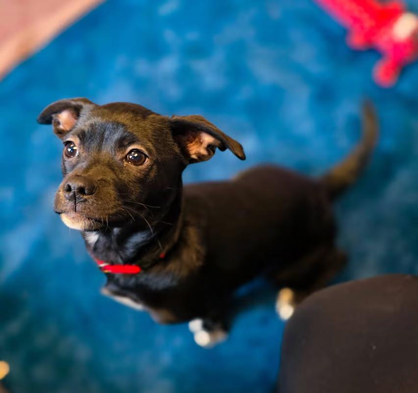 Enlarge Pippa, an adopted mixed breed in Sterling Heights, MI image 4/4