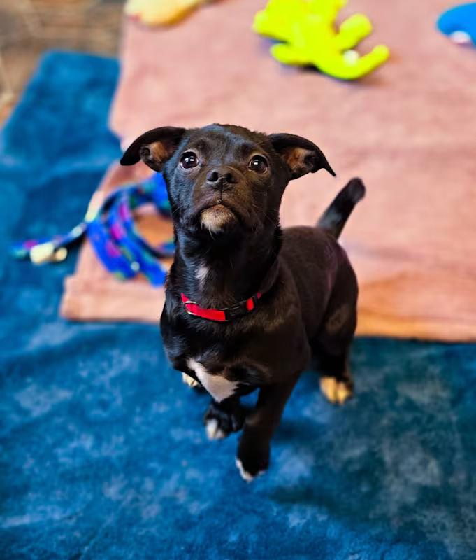 Enlarge Pippa, an adopted mixed breed in Sterling Heights, MI image 2/4