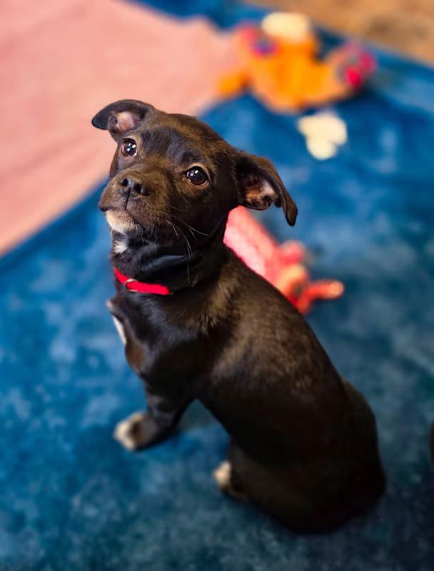 Enlarge Pippa, an adopted mixed breed in Sterling Heights, MI image 3/4