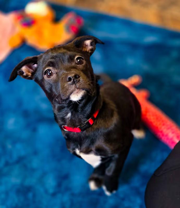 Pippa, adopted, Puppy Female Terrier.