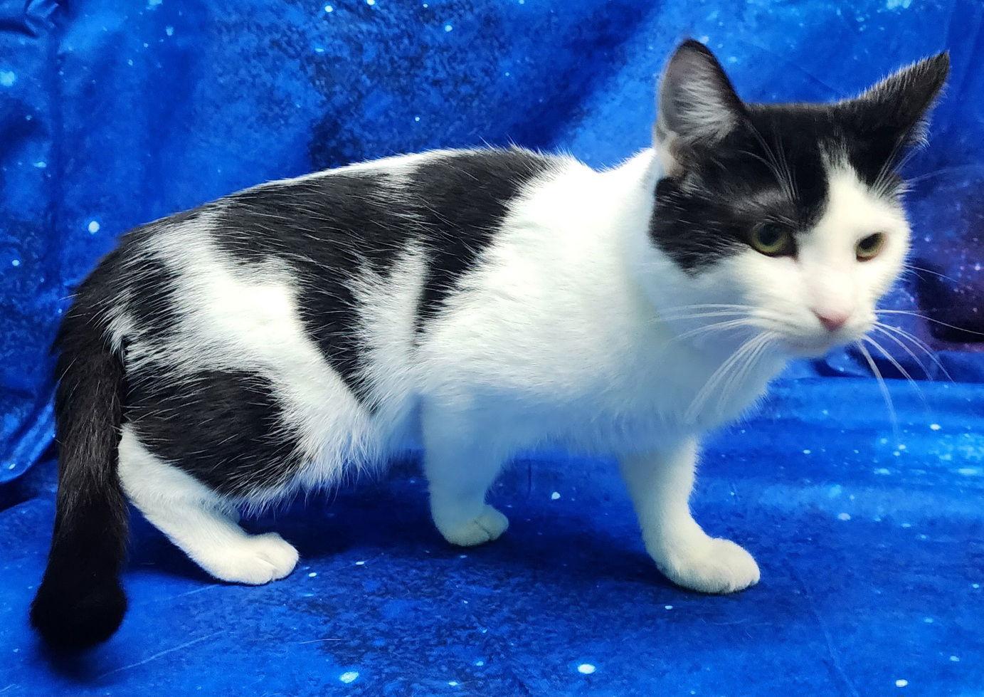 Enlarge 251943  Oreo, a Adopted Domestic Short Hair in Wetumpka, AL image 1/3