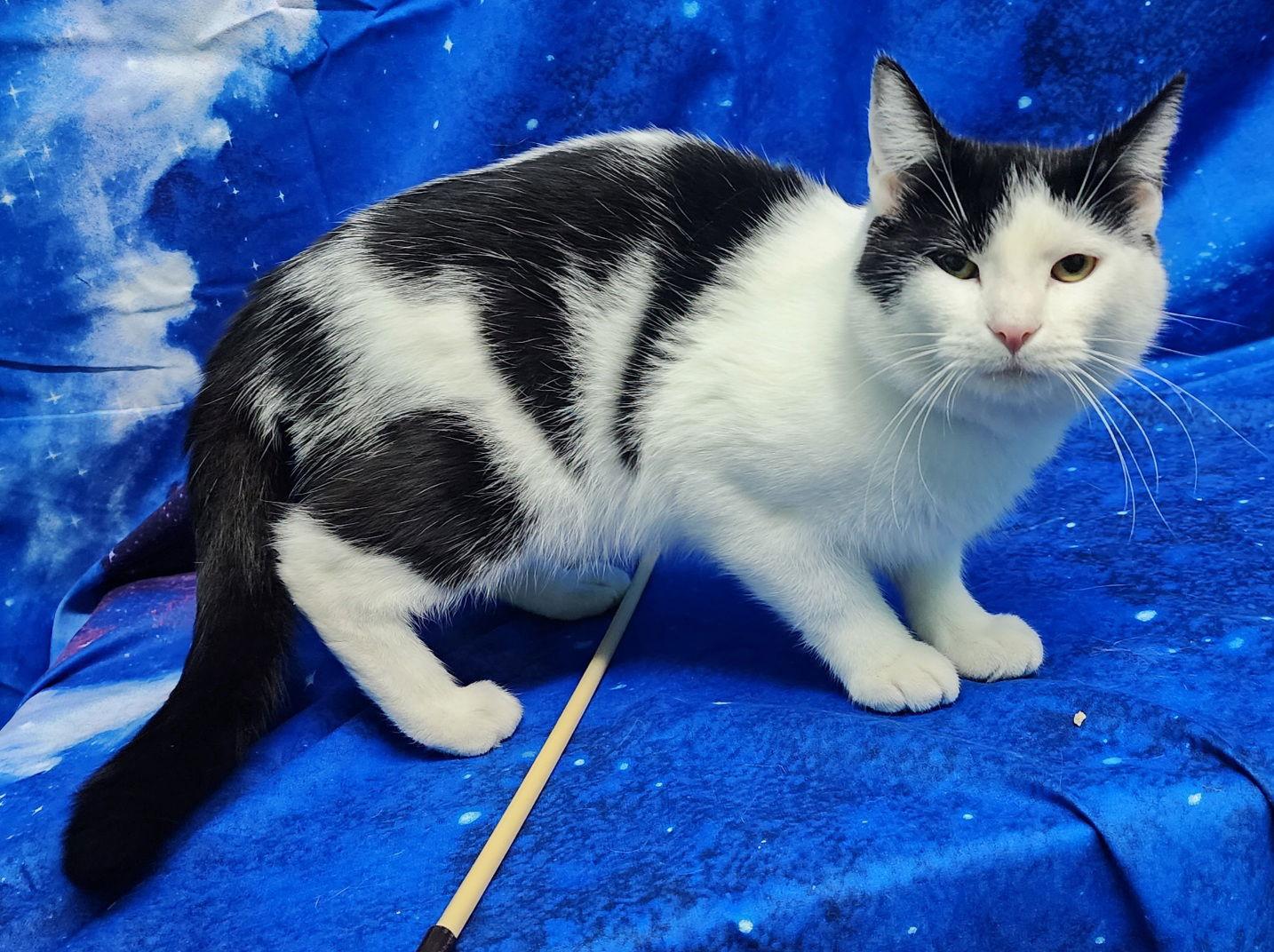 Enlarge 251943  Oreo, a Adopted Domestic Short Hair in Wetumpka, AL image 3/3
