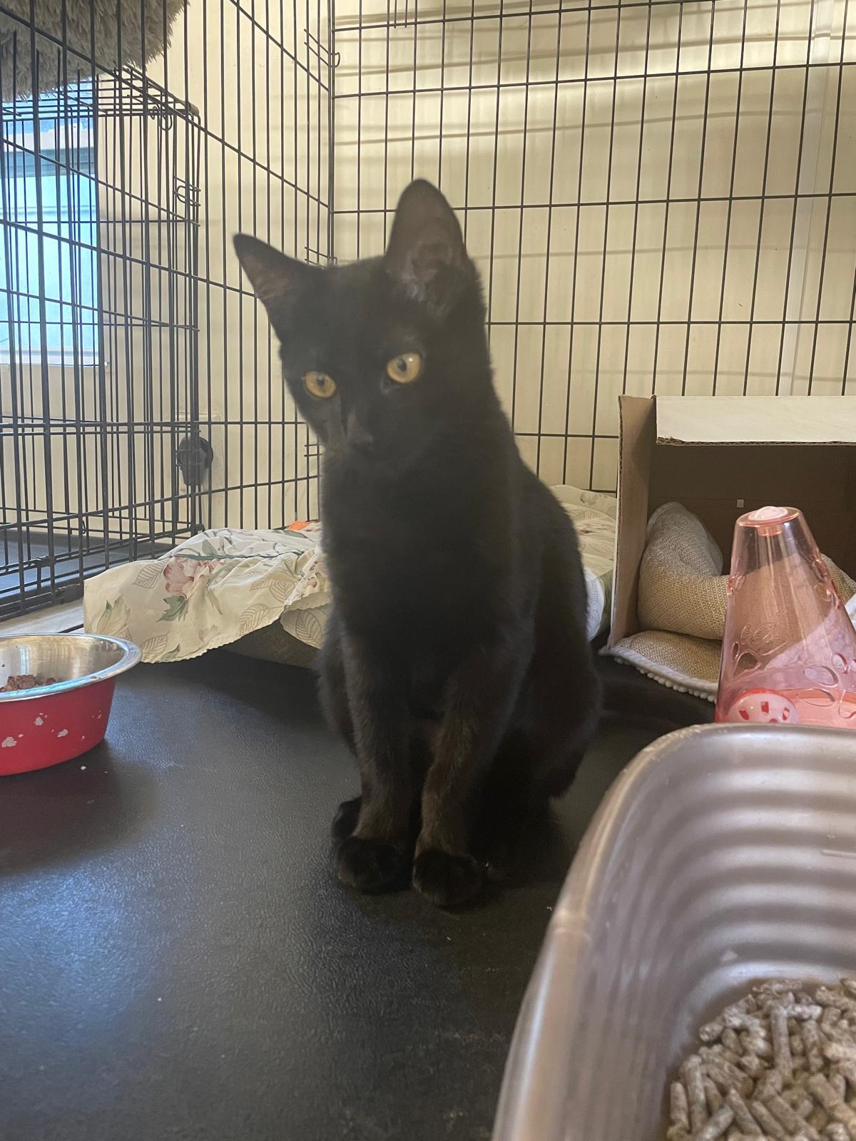 Enlarge Bunny, an adopted Domestic Short Hair in South Ozone Park, NY image 3/3