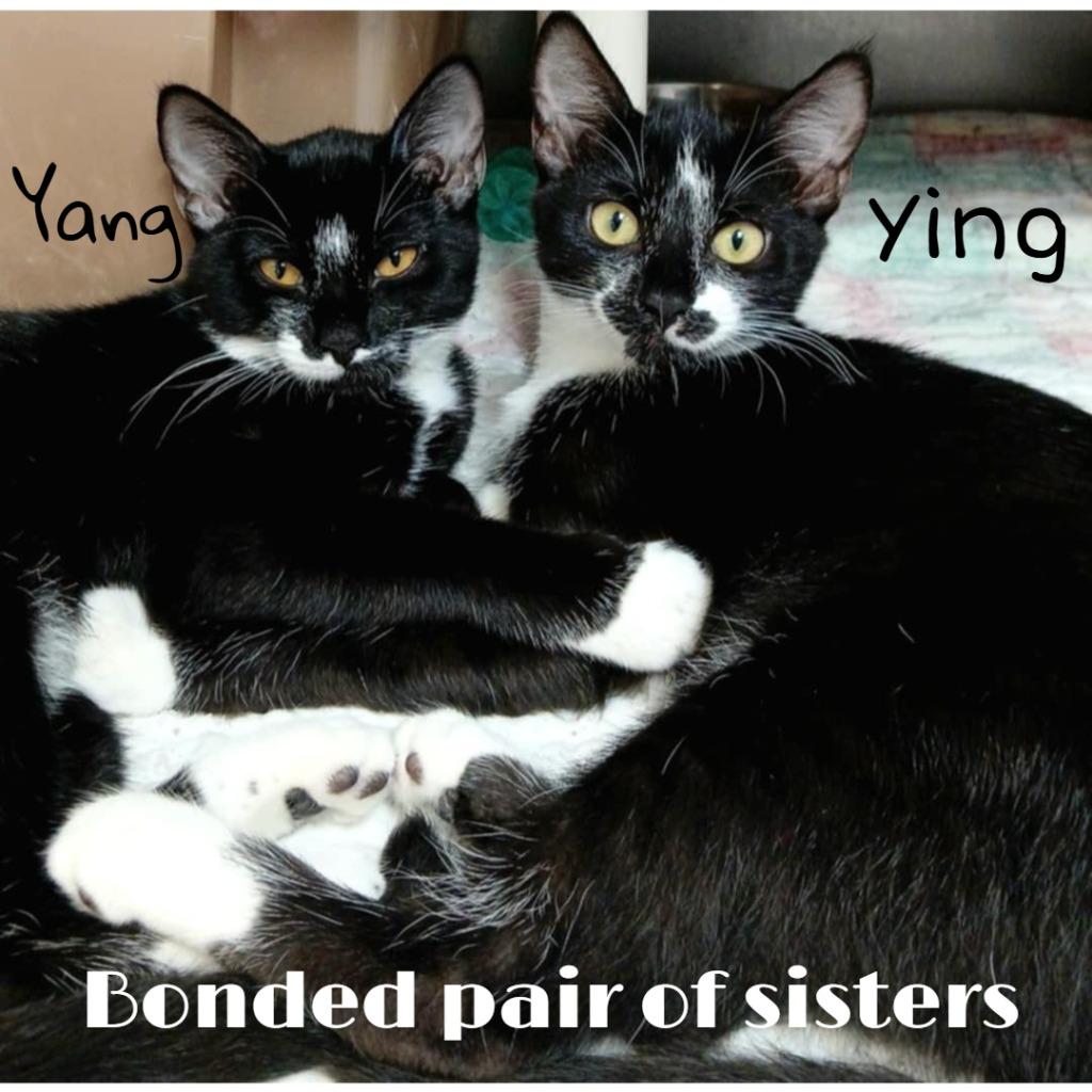 Yang, a Adopted mixed breed in Sunrise Beach, MO image 2/3