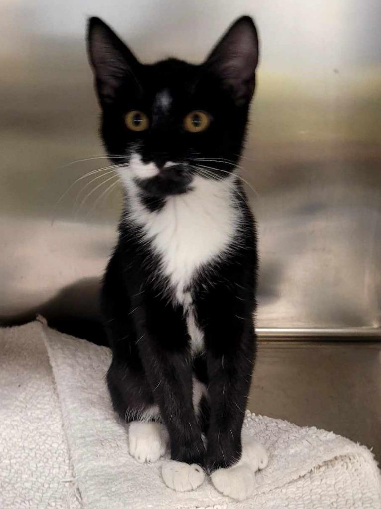 Yang, a Adopted mixed breed in Sunrise Beach, MO image 3/3