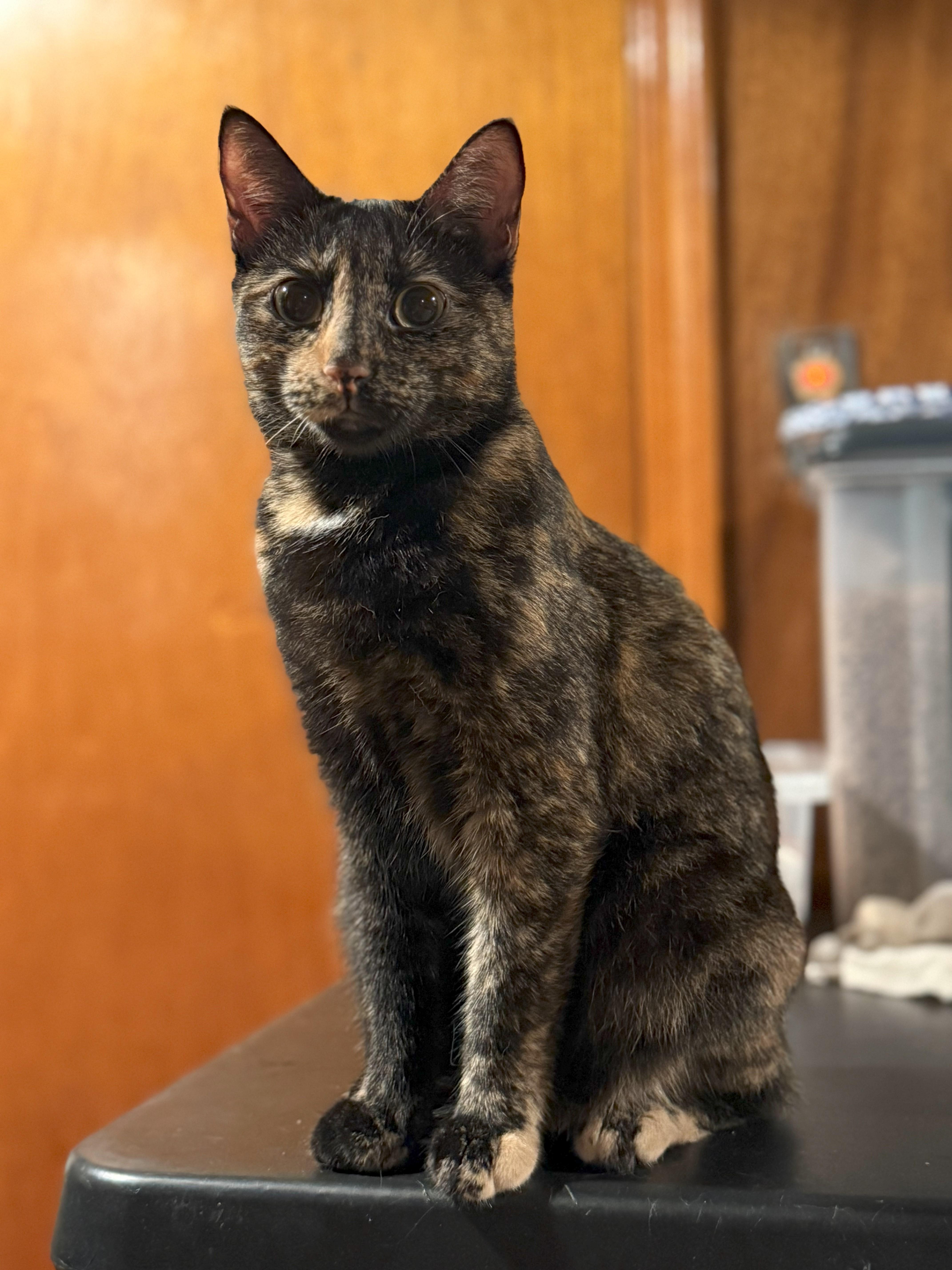 Torrey, a Adoptable Domestic Short Hair in Crompond, NY image 1/2