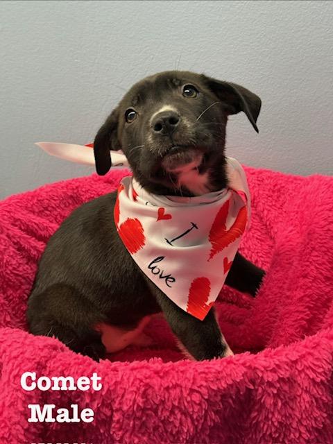 Enlarge Comet, an adopted Terrier in Richland, MI image 1/1