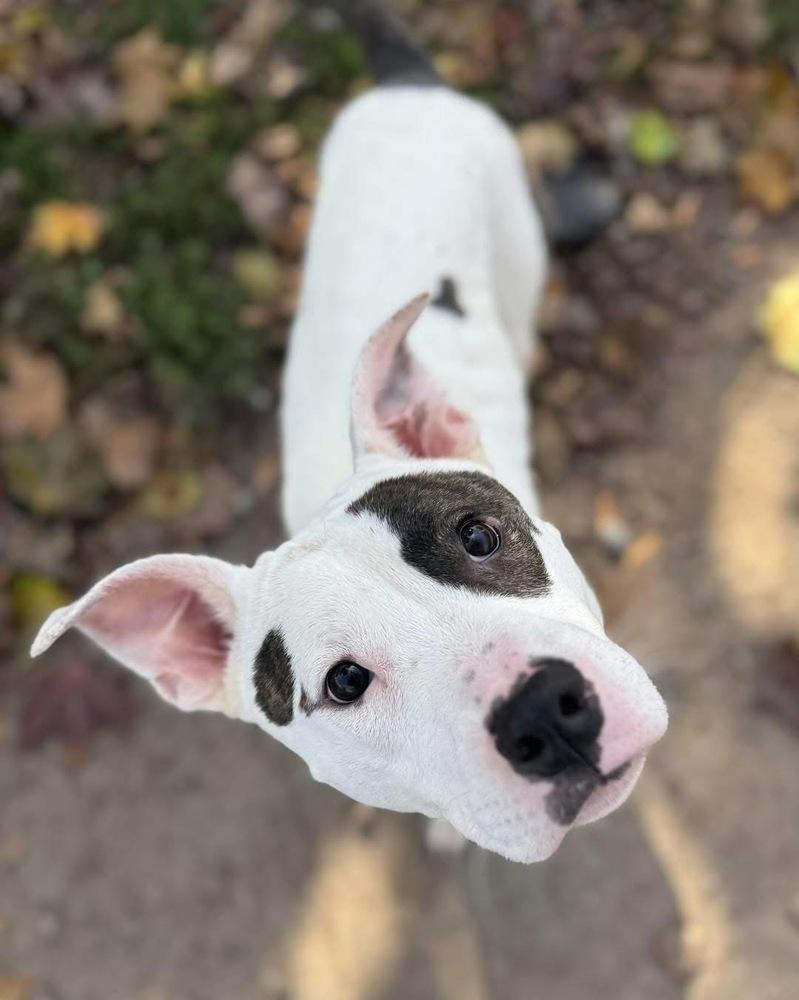 Fraggle, Adoptable, Adult Male Pit Bull Terrier.