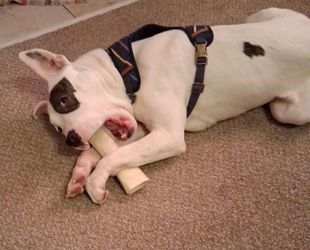 Enlarge Fraggle, a Adoptable mixed breed in Amherst, NY image 3/6