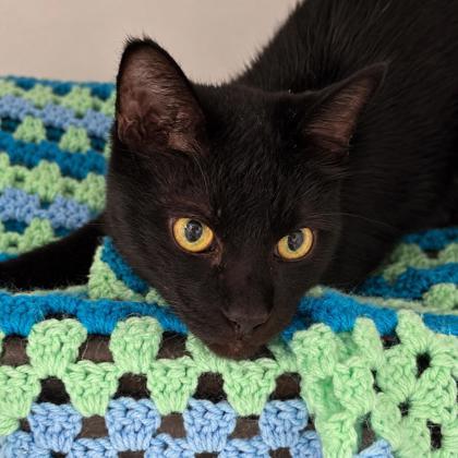 Enlarge Gary, a Adoptable mixed breed in Gwinn, MI image 1/1