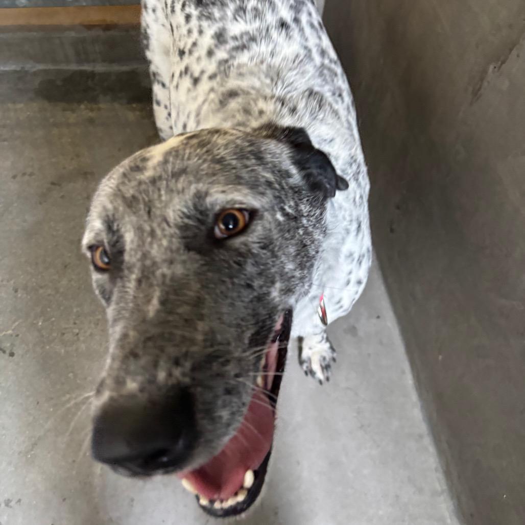 Enlarge Moo Moo A2185327, a Adoptable mixed breed in San Antonio, TX image 5/6