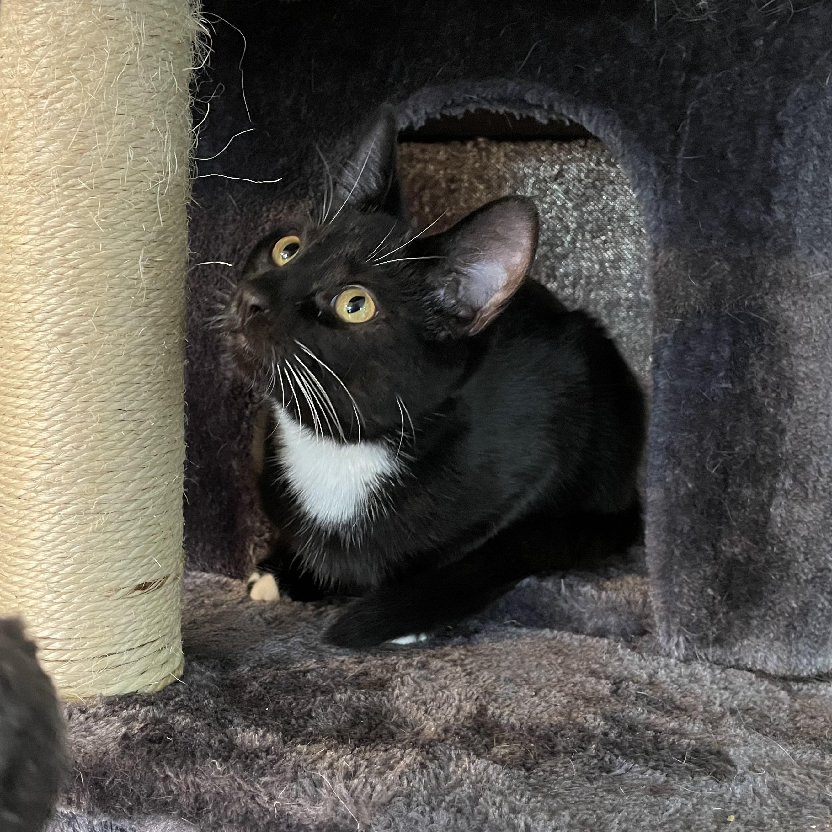 Enlarge Jackie & Frida, a Adoptable Domestic Short Hair in Oswego, NY image 2/4