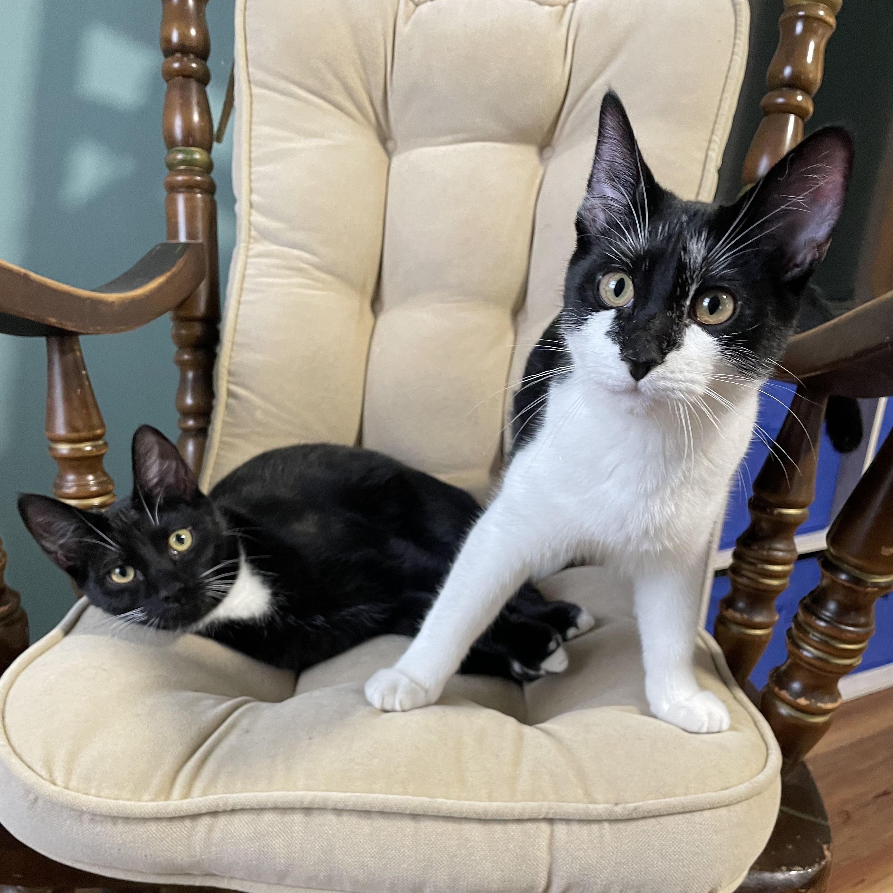 Enlarge Jackie & Frida, a Adoptable Domestic Short Hair in Oswego, NY image 1/4