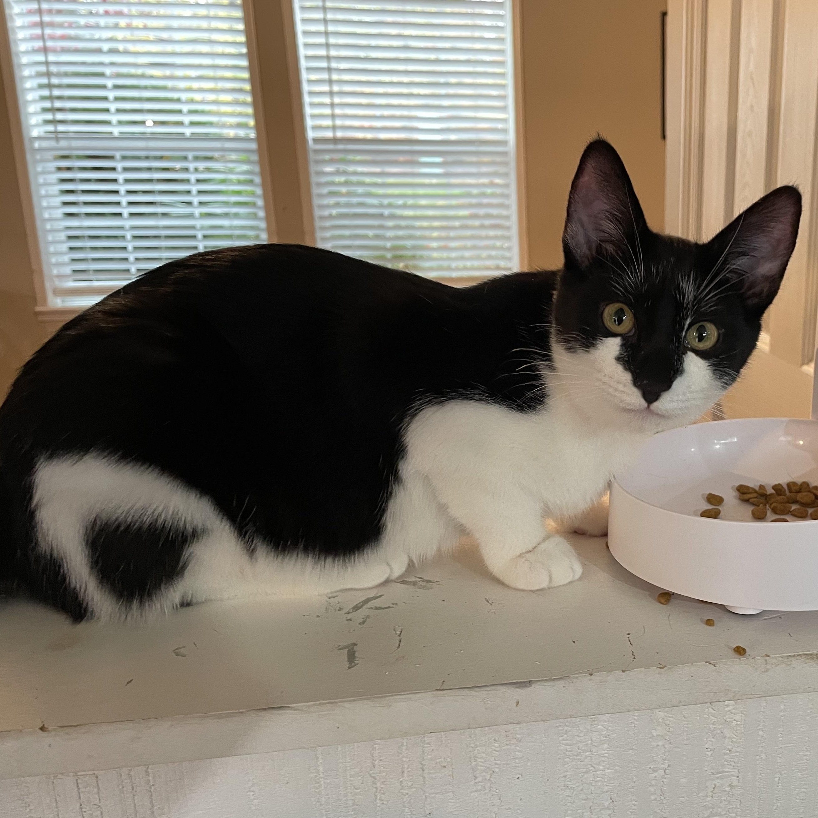 Enlarge Jackie & Frida, a Adoptable Domestic Short Hair in Oswego, NY image 3/4