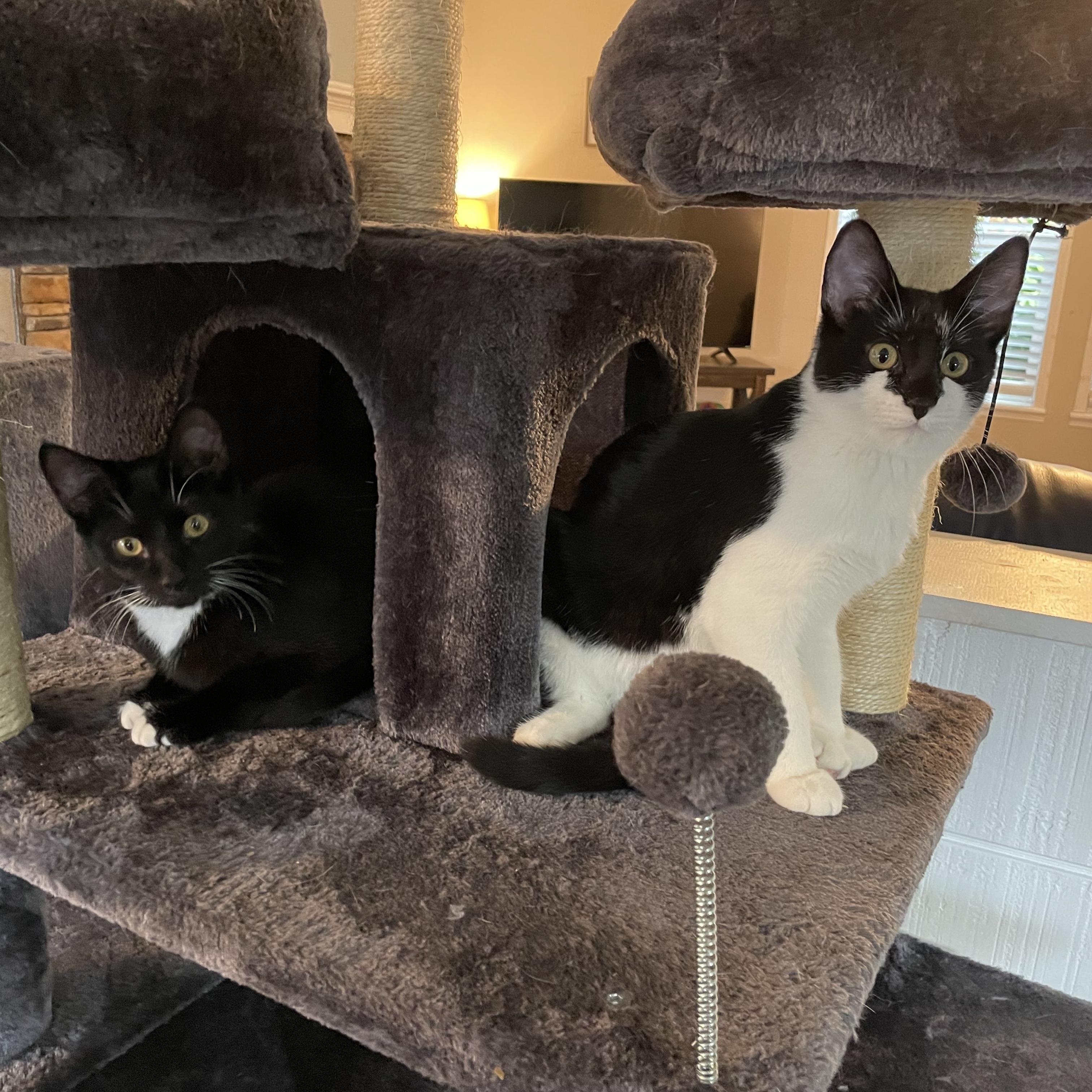 Enlarge Jackie & Frida, a Adoptable Domestic Short Hair in Oswego, NY image 4/4