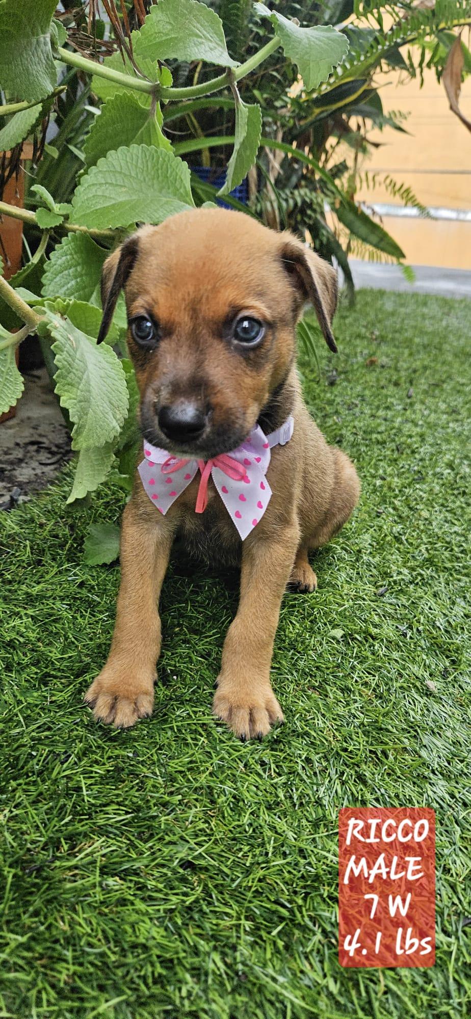 Ricco "the Hug & thumbnail 2