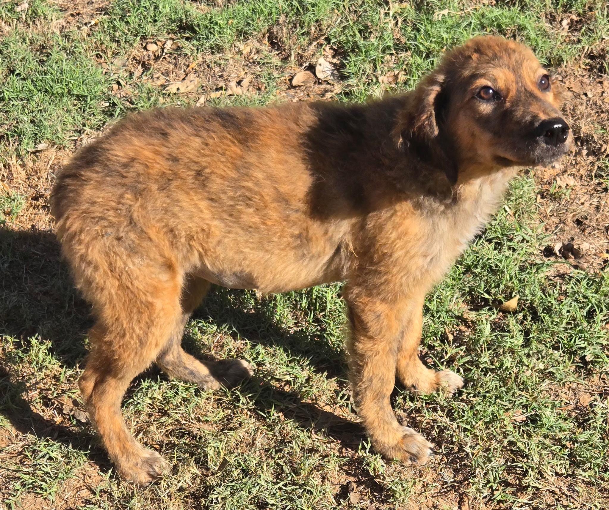 CINNAMON 425, Adoptable, Young Female Wirehaired Terrier.