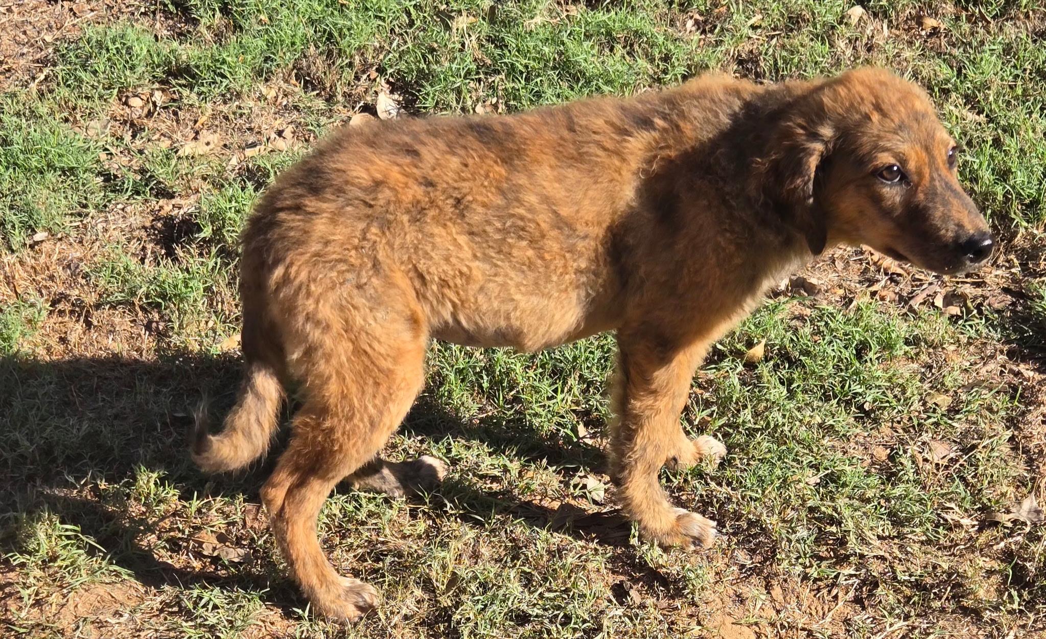 Enlarge CINNAMON 425, a Adoptable mixed breed in Milwaukee, WI image 4/5