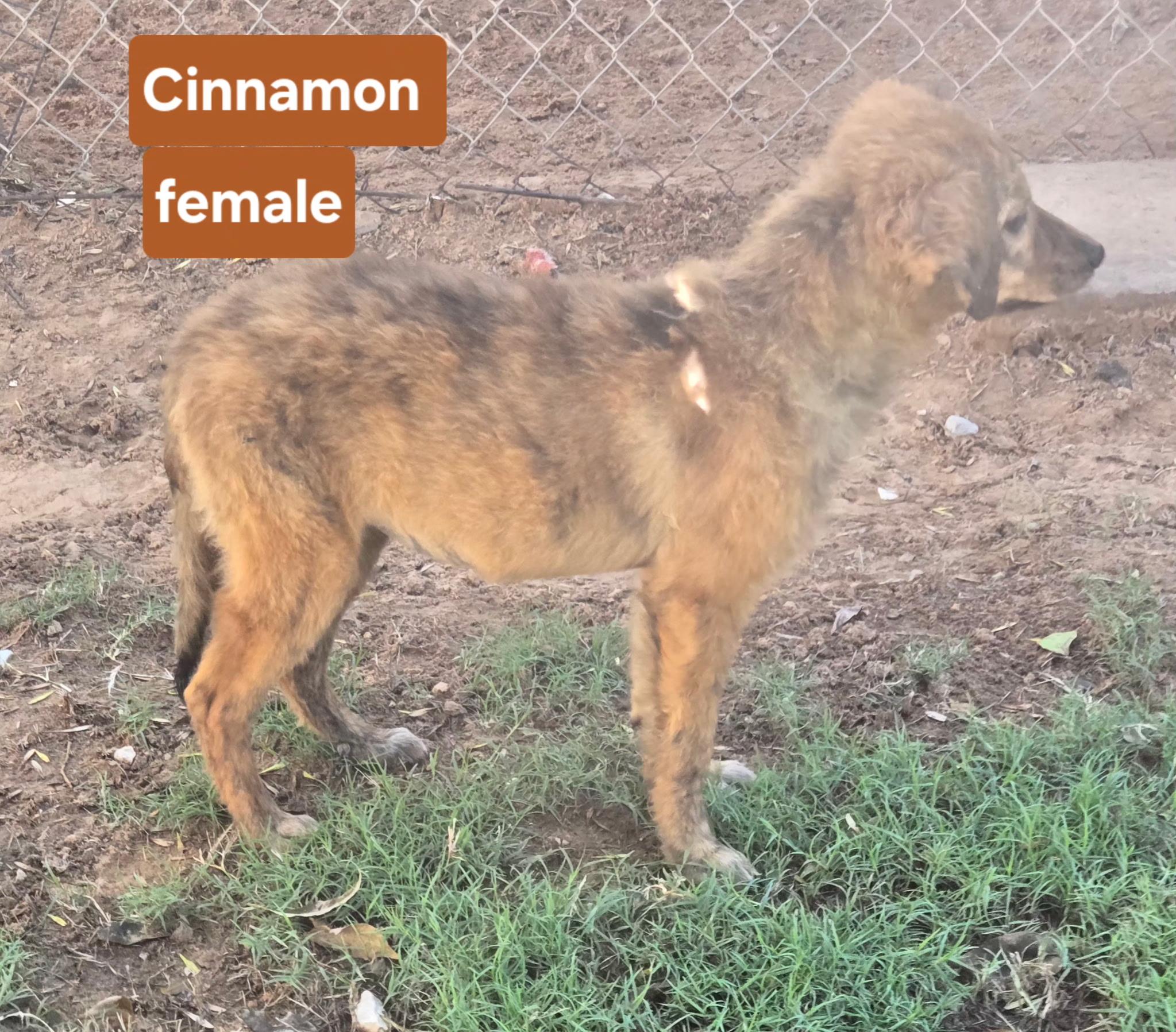 Enlarge CINNAMON 425, a Adoptable mixed breed in Milwaukee, WI image 5/5
