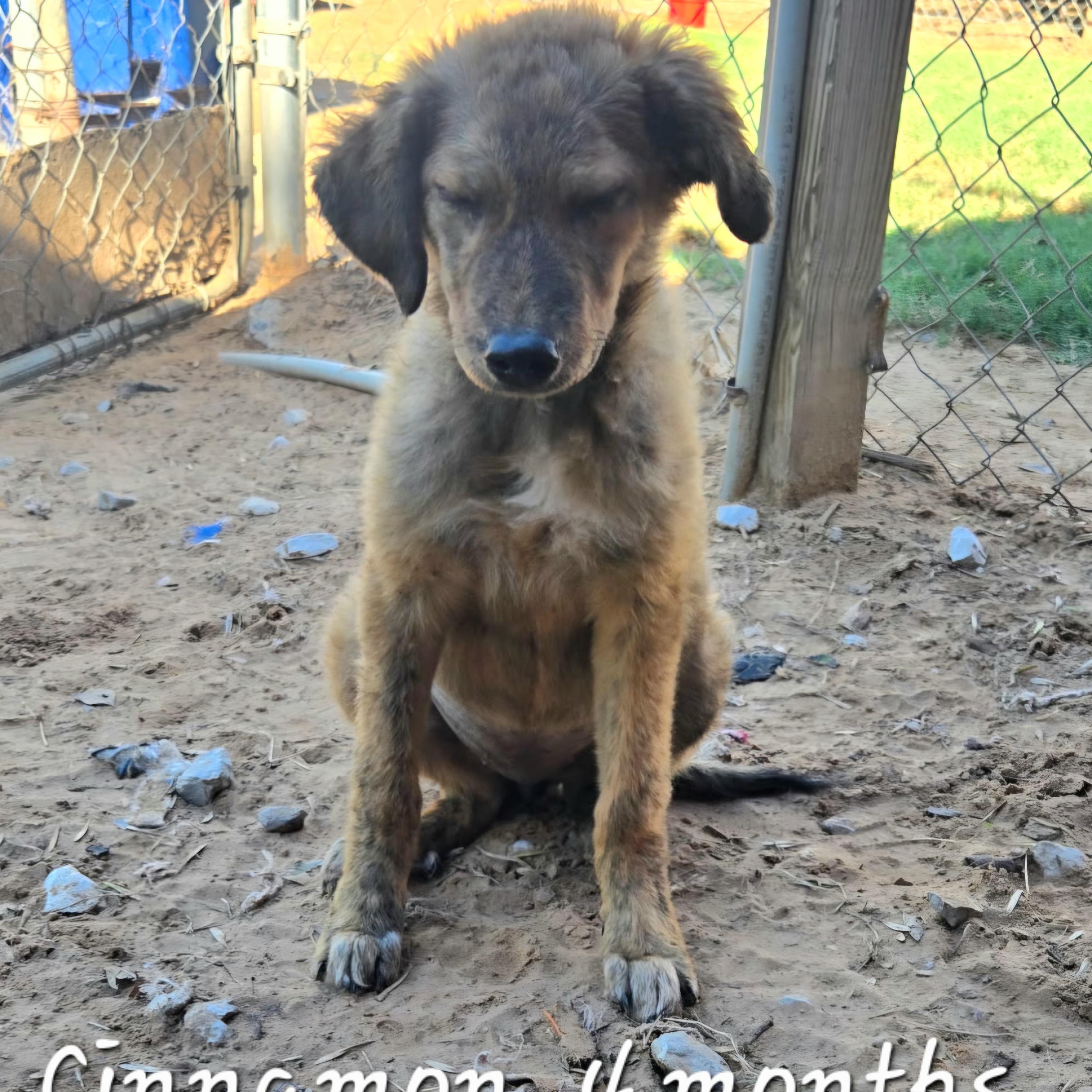 Enlarge CINNAMON 425, a Adoptable mixed breed in Milwaukee, WI image 3/5