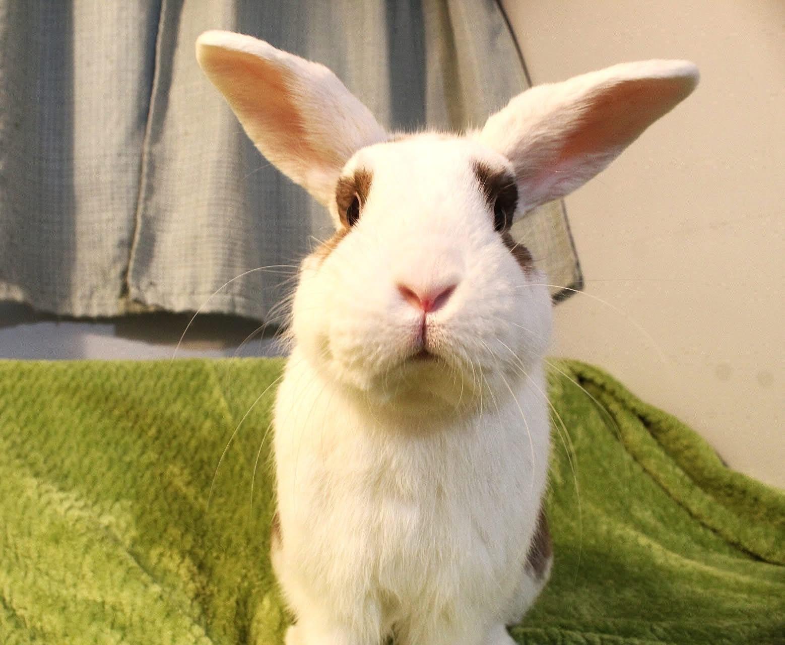 Hobnob, a ADOPTABLE mixed breed in Hillside, NJ image 2/3