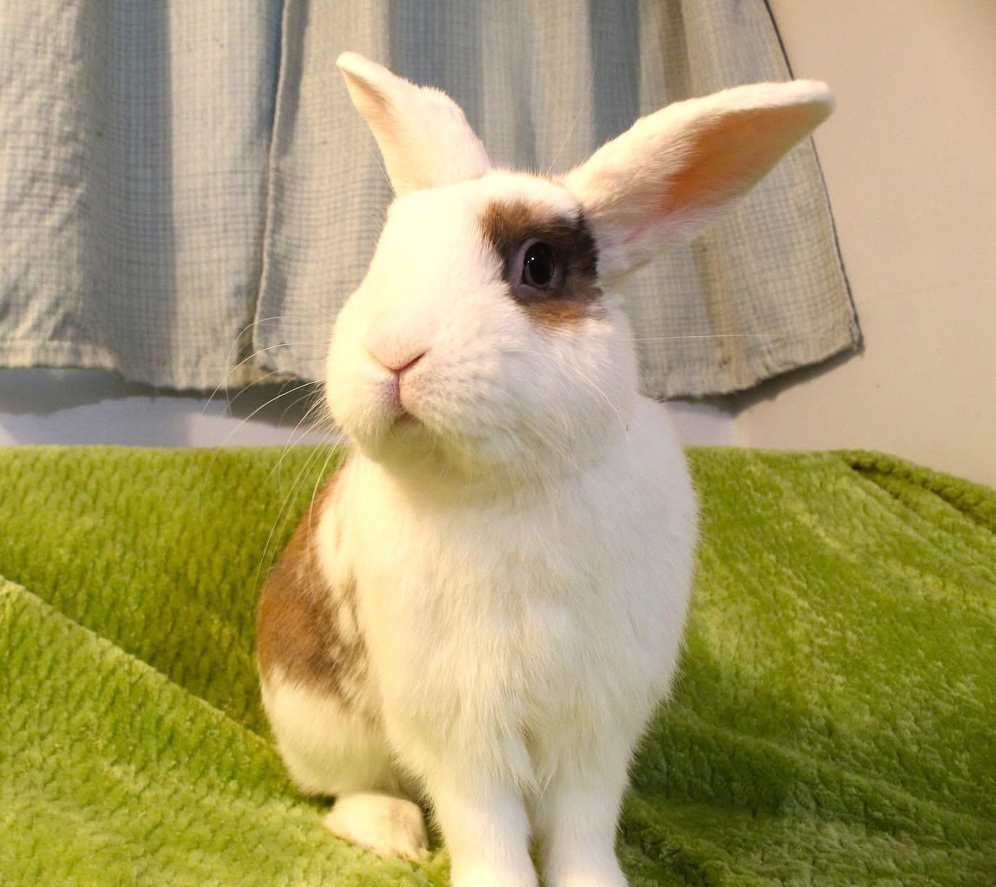 Hobnob, a ADOPTABLE mixed breed in Hillside, NJ image 3/3